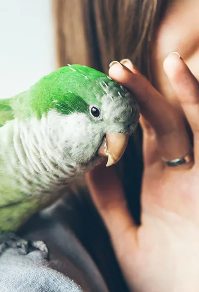 A small green bird being pet by a woman while sitting on her shoulder